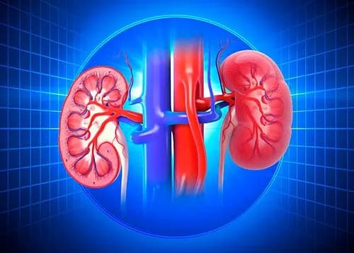 Kidney & Urinary Health